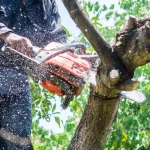 Tree Services