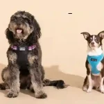 dog harness