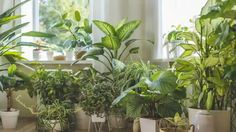 40 cm Plants